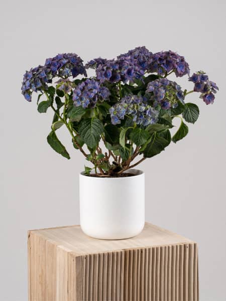 Hortensia de Interior lila