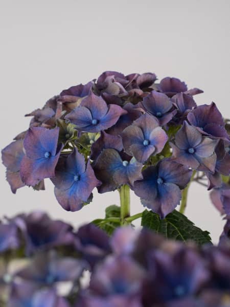Hortensia de Interior lila