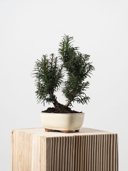 Bonsai Tejo (Taxus ×media)