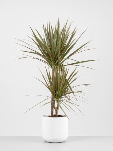 Dracaena marginata 'Bicolor'