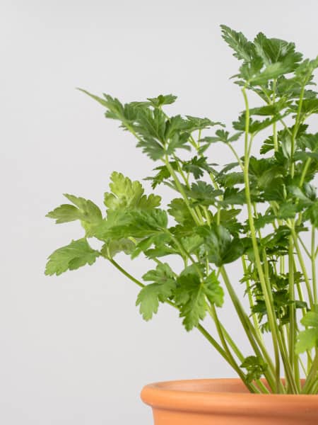 Perejil liso - Planta aromática