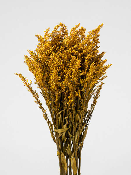 Ramillete Preservado de Solidago amarillo