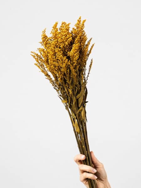 Ramillete Preservado de Solidago amarillo