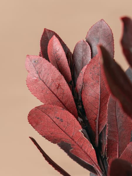 Ramillete Preservado de Madroño verde