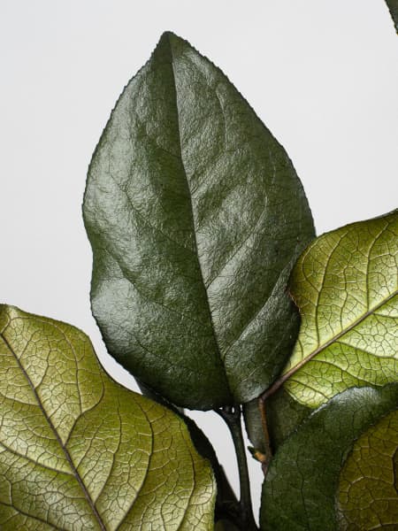 Ramillete Preservado de Salal verde