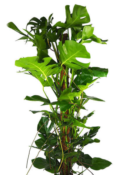 Monstera deliciosa con tutor (Costilla de Adán)