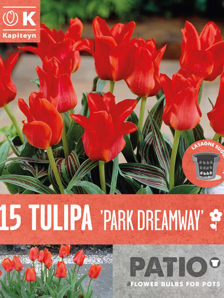 Bulbos de Tulipán fosteriana 'Park Dreamway'