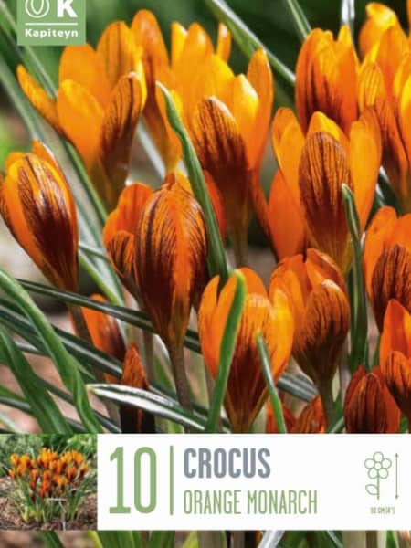 Bulbos de Crocus balansae 'Orange Monarch'