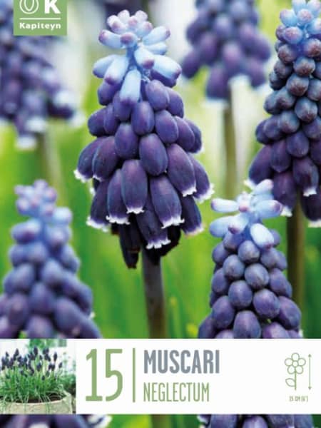 Bulbos de Muscari neglectum