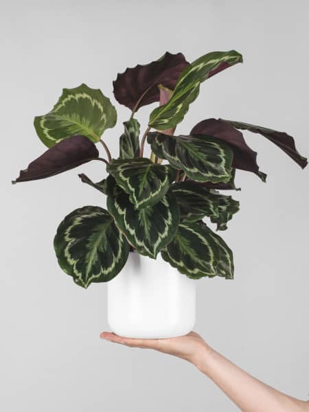 Calathea roseopicta 'Medallion'