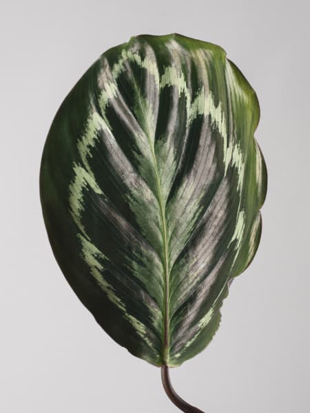 Calathea roseopicta 'Medallion'