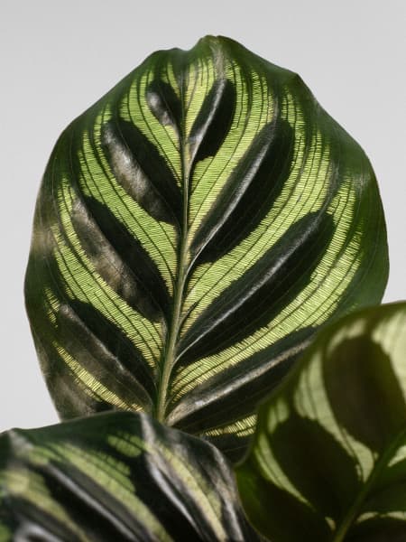 Calathea makoyana Mini