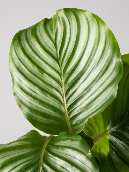 Calathea orbifolia