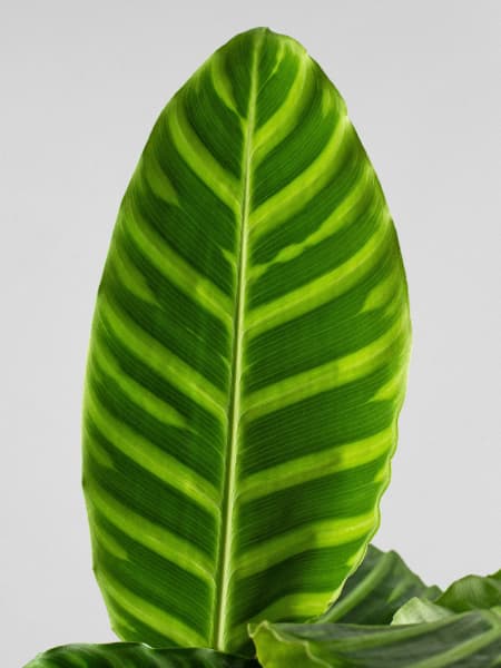 Calathea zebrina