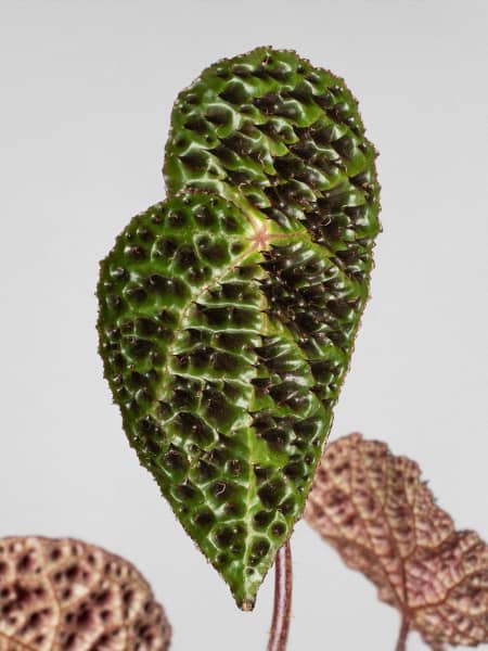 Begonia ferox 'Troll'