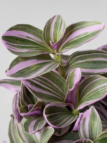 Tradescantia cerinthoides 'Sweetness'