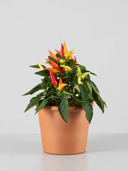 Pimiento ornamental 'Joker'