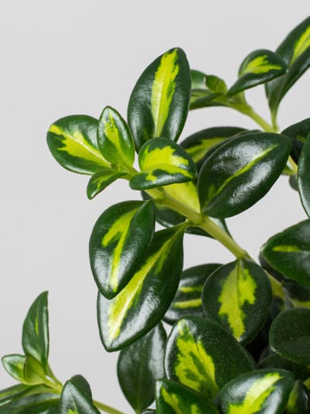 Nematanthus gregarius (Hypocyrta)