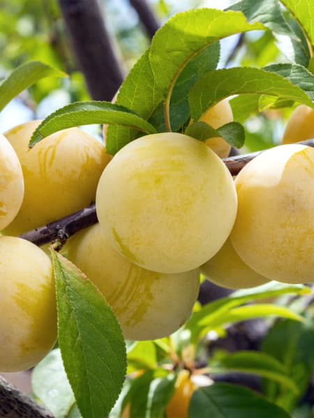 Ciruelo 'Golden Japan'