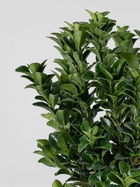 Evónimo verde 'Green Spire' (Euonymus japonicus)