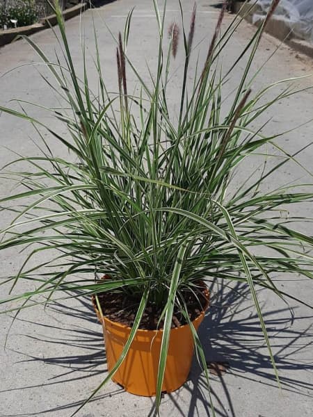 Gramínea Pennisetum advena 'Skyrocket'