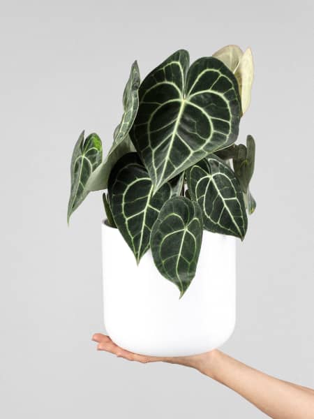 Anthurium clarinervium