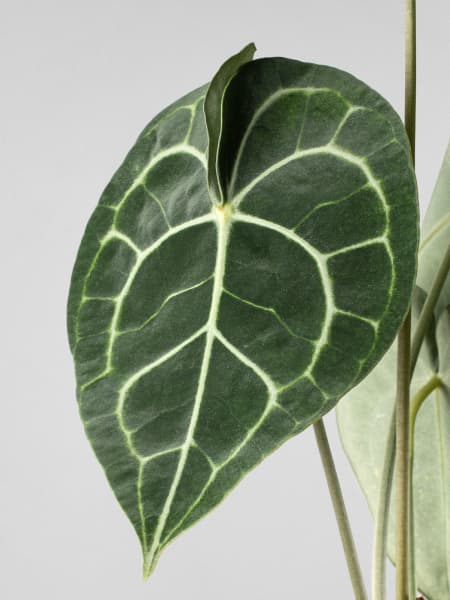 Anthurium clarinervium