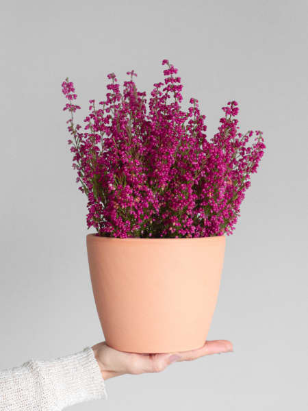 Erica gracilis (Brezo de otoño)