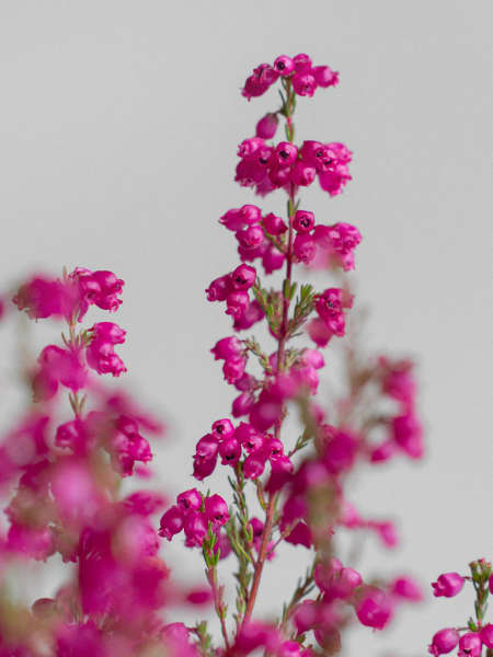 Erica gracilis (Brezo de otoño)