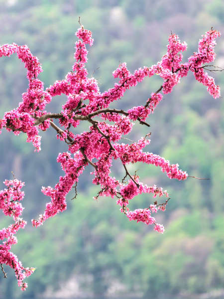 Cercis siliquastrum (Árbol del amor)