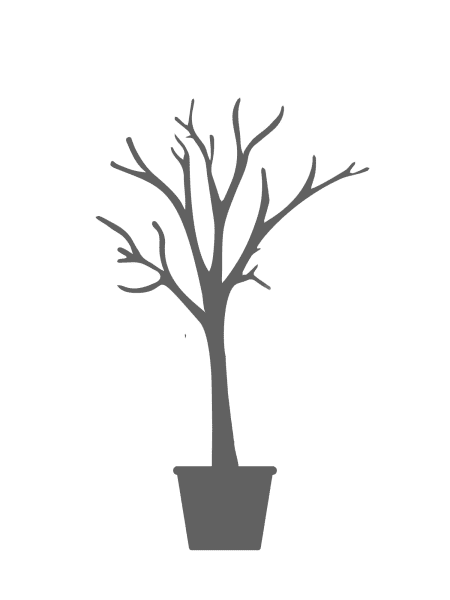 Cercis siliquastrum (Árbol del amor)