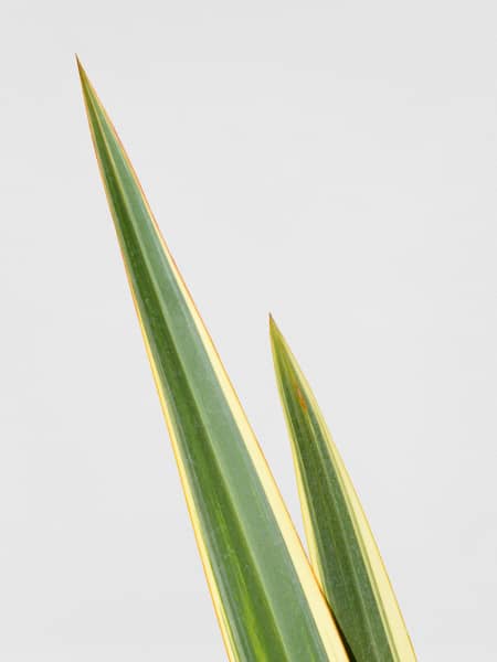 Phormium tenax 'Variegatum'