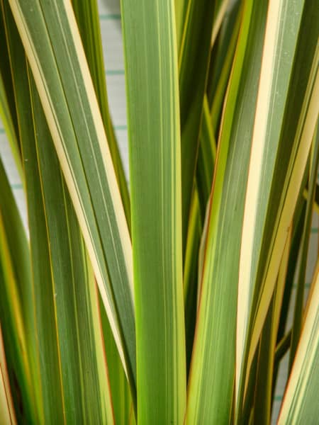 Phormium tenax 'Variegatum'