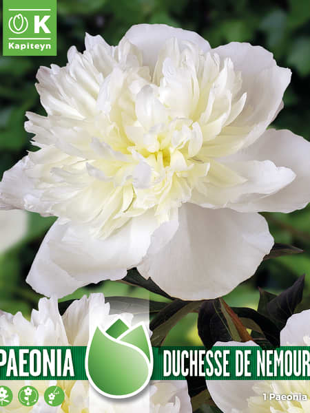 Bulbos de Paeonia 'Duchesse de Nemours'