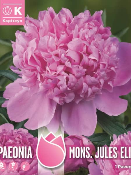Bulbos de Paeonia 'Moinseur Jules Elie'