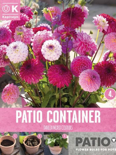 Bulbos de Dahlia 'Sorbet Shades'