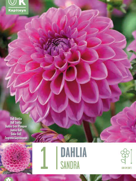 Bulbos de Dahlia 'Sandra'