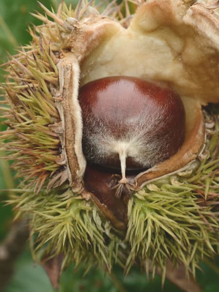 Castaño (Castanea Sativa)