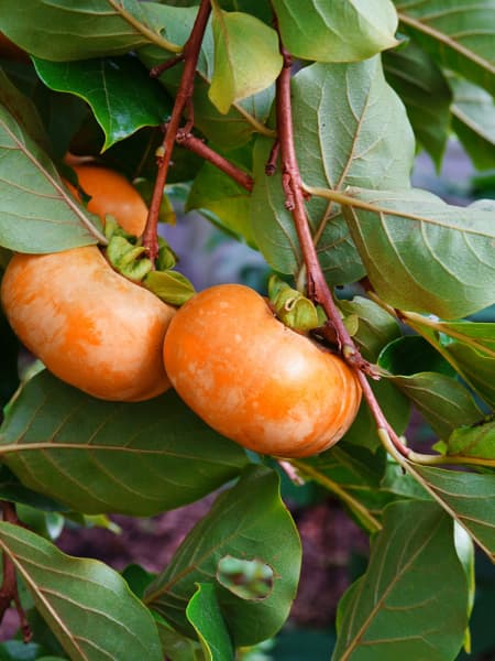 Diospyros kaki 'Fuyu'