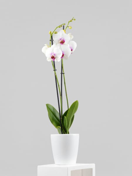 Orquídea Phalaenopsis 'Scarlion'