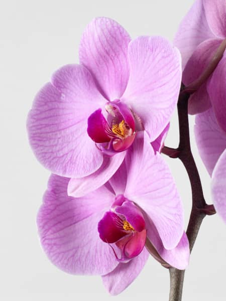 Orquídea Phalaenopsis 'Orlando'