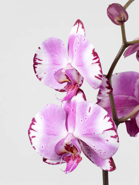 Orquídea Phalaenopsis 'Brother You'