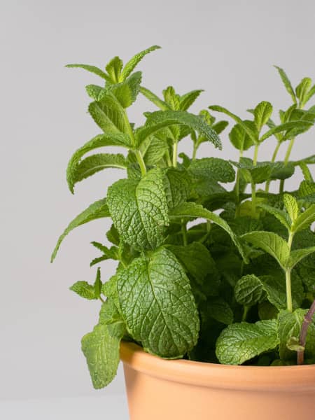 Hierbabuena (mentha spicata) - Planta aromática