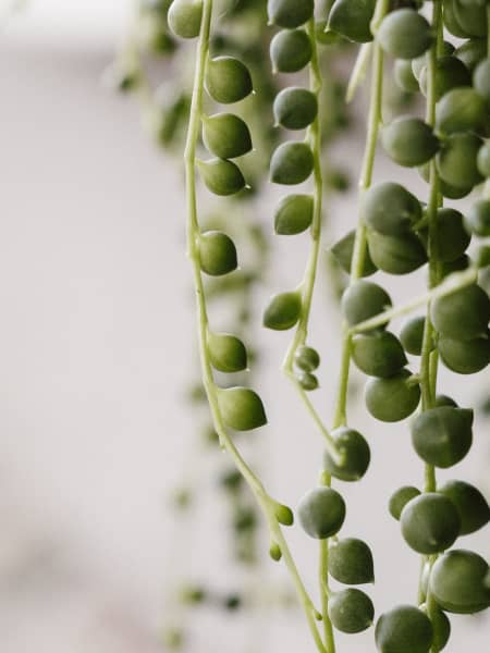 Senecio Curio rowleyanus