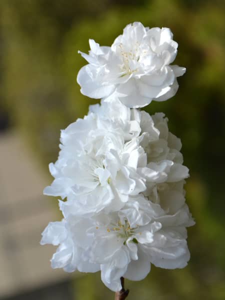 Prunus persica 'Taoflora'