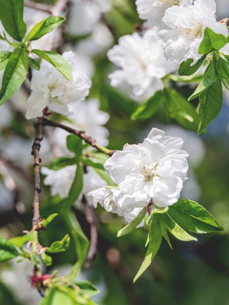 Prunus persica 'Taoflora'
