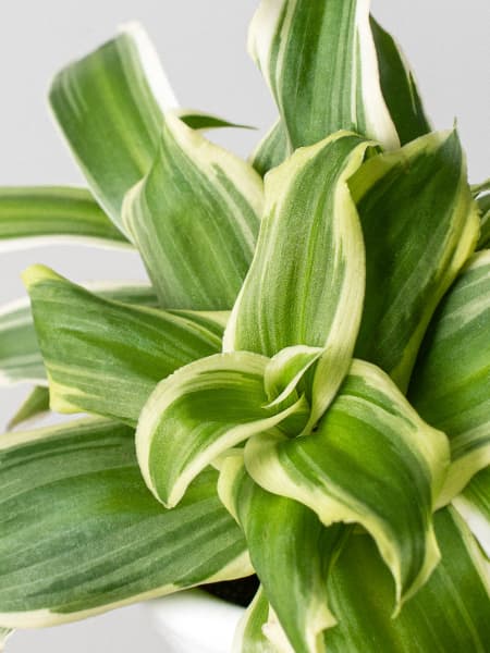 Chlorophytum comosum 'Ocean'