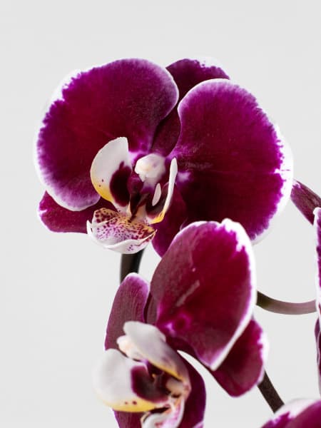 Orquídea Phalaenopsis 'Swan' rojo