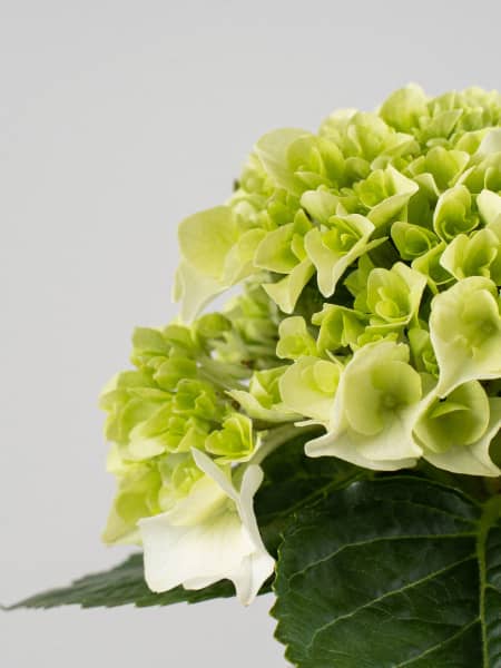 Hortensia de Interior blanca