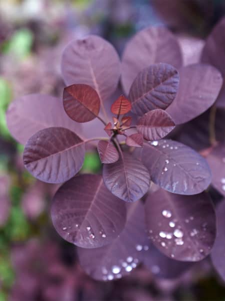 Cotinus coggygria 'Royal Purple'